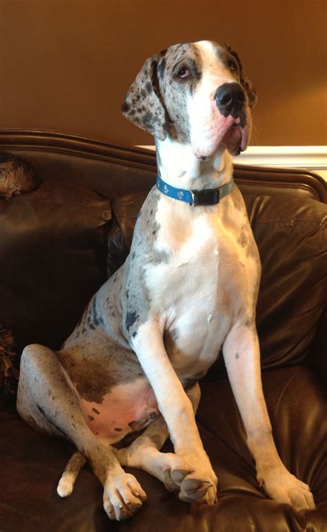 Big Boy Aden~almost 9 Months Old Great Dane Mantle Great Dane Great