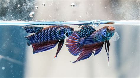 Do Betta Fish Feel Pain Science Explains Acuario Pets
