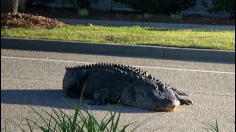 Alligator Euthanized After Crossing Street In Myrtle Beach