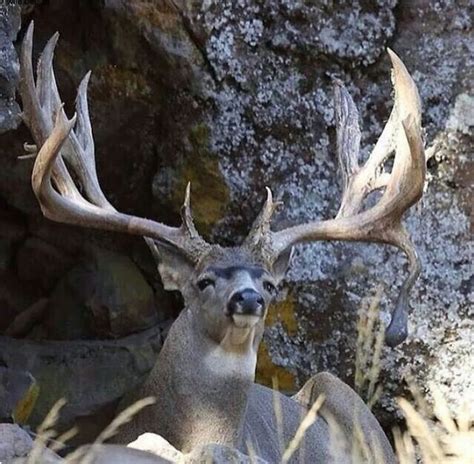Buck With A Magnificent Rack Of Antlers Deer Hunting Mule Deer