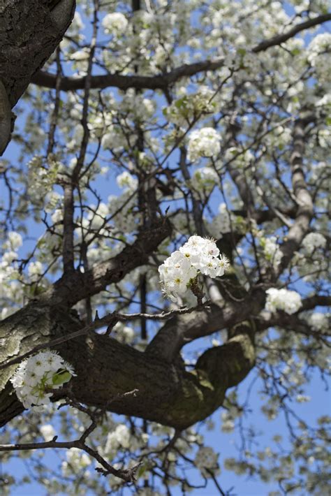 Shape, white oak trees are suitable for a variety of soil types and are somewhat drought. Flowering trees | White flowering trees in South Philly ...