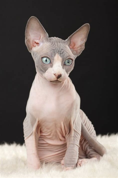 The Ultimate Sphynx Cat Feeding Guide Purr Craze