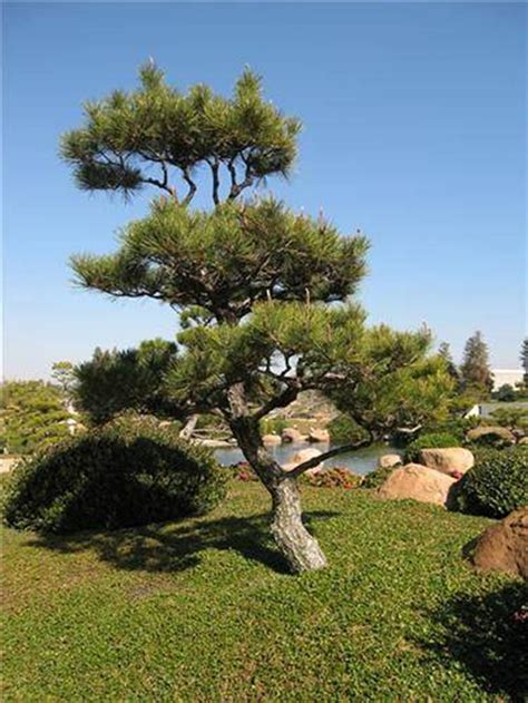Landscaping And Outdoor Building Great Small Trees For Landscaping