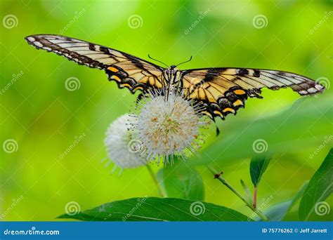 Tigre Oriental Swallowtail Glaucus De Papilio Foto De Stock Imagem
