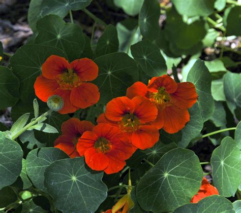 Small Red Flowers Free Stock Photo Public Domain Pictures