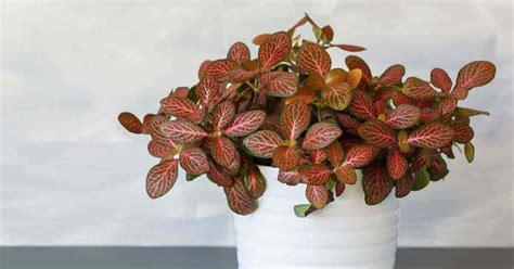 Fittonia Plant Care: Learn How To Grow & Propagate Nerve Plants