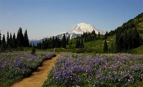 Mt Rainiers Wild Flower Walks 1889 Magazine