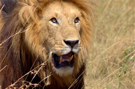Something About Everything Maasai Mara Lions And Cheetah