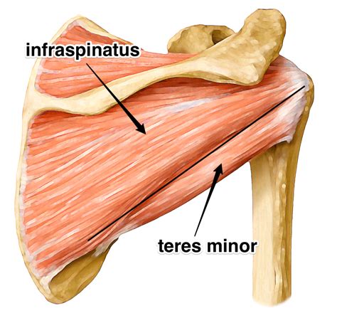 Infraspinatus Learn Your Muscles Muscle Rotator Cuff Massage Benefits