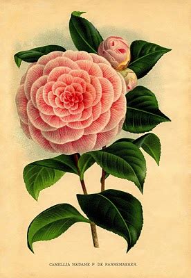 Gorgeous vintage flower cartouche printable cd case calendar with tutorial. Instant Art Printable Download - Pink Camellia Botanical ...