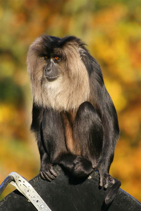 Hd Wallpaper Monkey Lion Tailed Macaque Mammal Sitting Primate