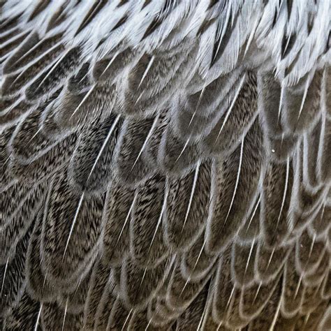 Feathers Photograph By Don Johnston