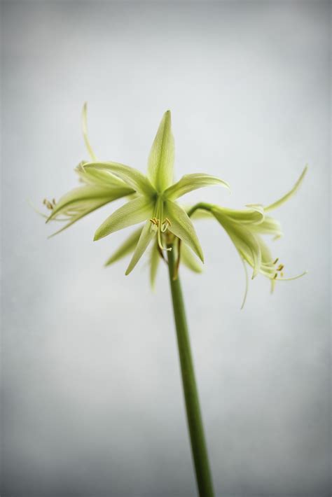How To Care For Hippeastrum Or Amaryllis And Keep Them Flowering
