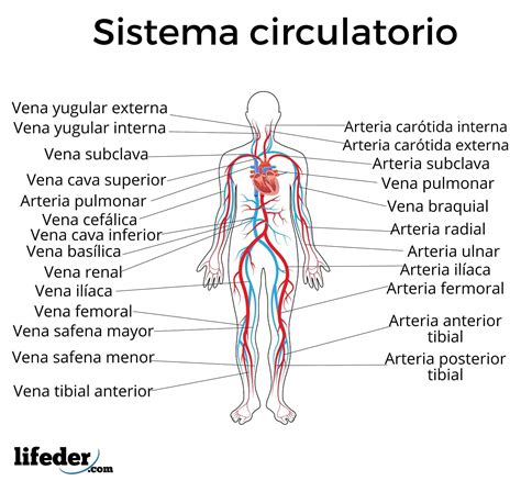 Sistema Circulatorio Funciones Partes Funcionamiento