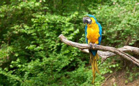 Blue And Yellow Macaw Hd Wallpapers Backgrounds