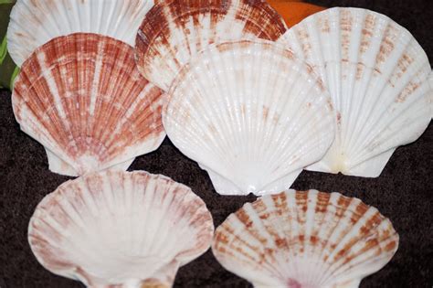 Wholesale Irish Flat Seashells Irish Flat Shells Craft