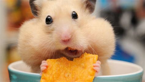 Hamster Meme Wallpapers Top Hình Ảnh Đẹp