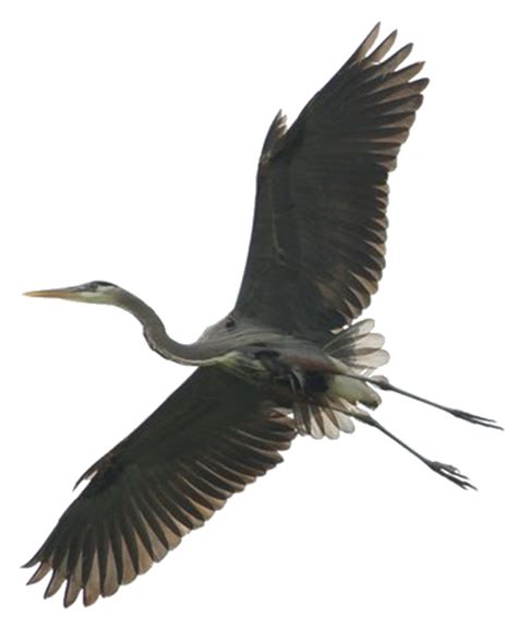 Green Heron Bird Stork Great Blue Heron Bird Png Download 502599