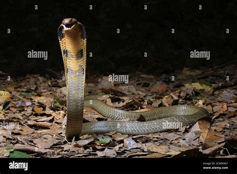 King Cobra Ophiophagus Hannah The Longest Venomous Snake Stock Photo