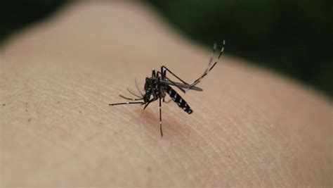 Mosquitoes Carrying West Nile Have Been Discovered In Brampton Narcity