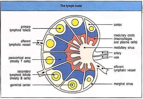 Lymph Nodes Lymphatic System Anatomy Lymph Massage