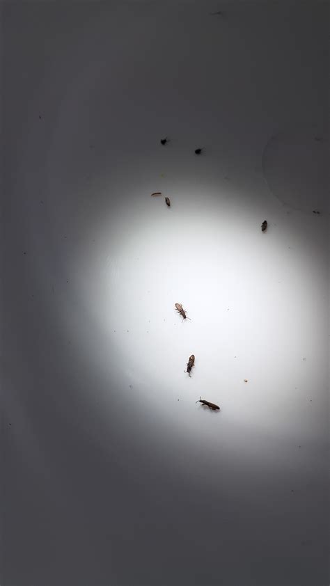 Tiny Ant Like Bug In Kitchen 657161 Ask Extension