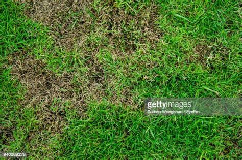 Dirt Grass Top View Photos And Premium High Res Pictures Getty Images