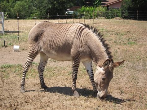 Zonkey Facts 25 Fascinating Things To Know About Zonkeys