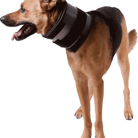 Dog Neck Brace1000 Baldivis Vet Hospital