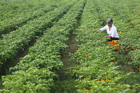 The Tuscan Way To Organic Chilli Pepper Italian Food Excellence