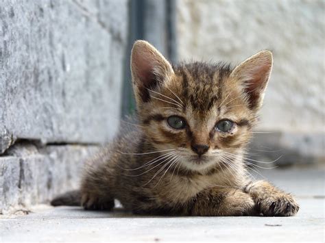 Kitten Flickr Photo Sharing