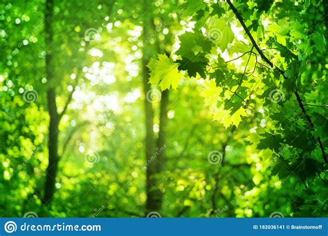 Green Leaves On Maple Tree Branches On Blurred Sunny Forest Background