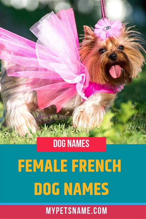 Female French Dog Names French Dog Names Dog Names Female Pet Names