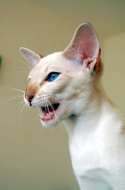 Siamese Cat Breed Traits And Personalities