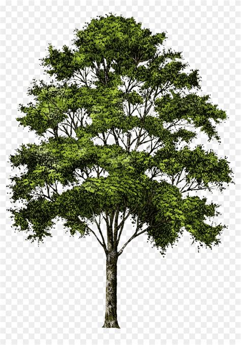 Tree Without Background Png Transparent Png 1500x20815746 Pngfind