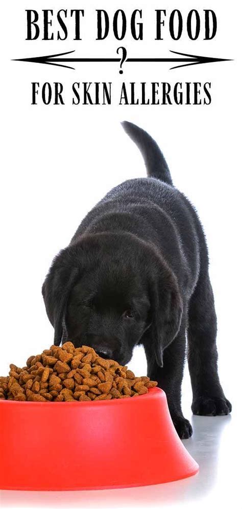 Cool Best Dog Food For Labs With Skin Allergies References Craftsify