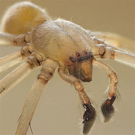 What Is The Most Poisonous Spider In North America Araneus Pegnia