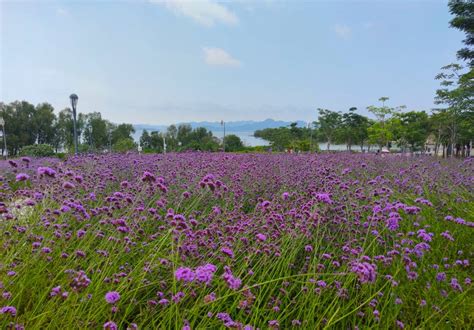 深圳湾这片紫色花海已盛开 深圳活动网