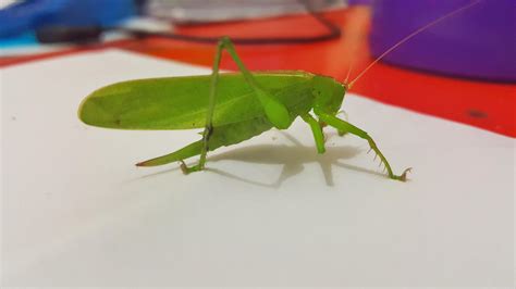 Gambar Mengenal Belalang Sembah Klasifikasi Makananya Tergolong