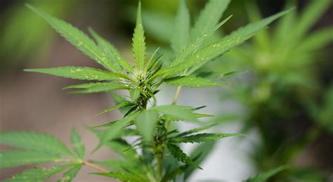 Florida medical marijuana law may allow patients to grow ...