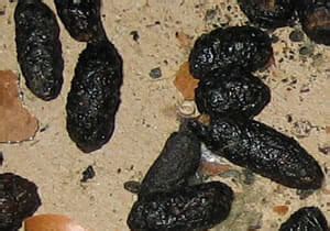 If the droppings you are finding are smaller than a piece of rice, they had to have been left by a smaller creature. Pests, Not Guests: How to Keep Mice, Rats, and Squirrels ...