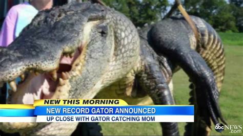 what a whopper record 741 pound gator caught in mississippi yahoo news