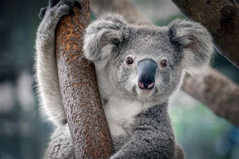 10 Things You Didnt Know About Koalas Mnn Mother