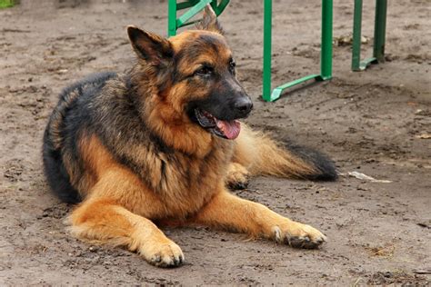 Free Images Animal Pet Rest Is Vertebrate Dog Breed Sch Fer Dog