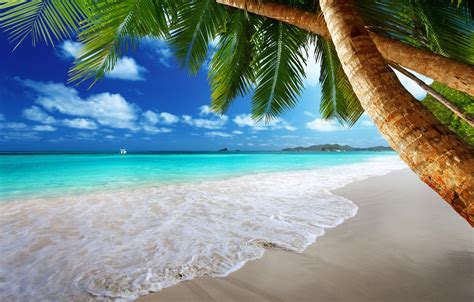 Wallpaper Sand Sea Beach The Sun Tropics Palm Trees The Ocean