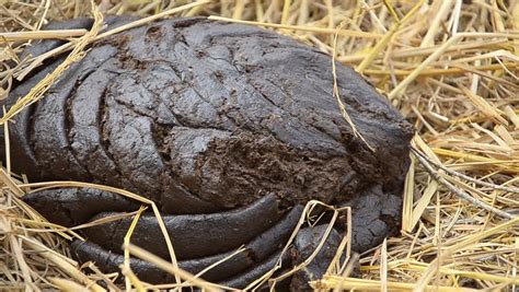 Cow Dung Stock Footage Video Shutterstock