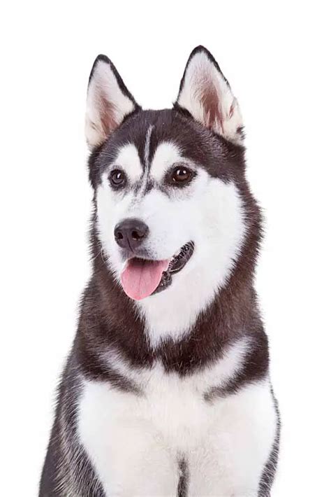 Male Siberian Husky Names Ideal For Your Boy Dog