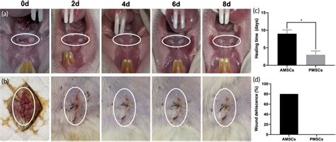 Wound Healing Processes Of Palatalderived Mesenchymal Stem Cells