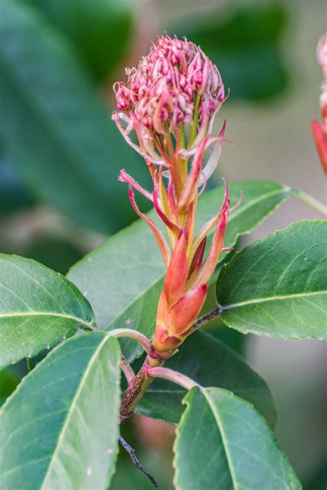 Photinia Serrulata Chinese Photinia Oriental Photinia North