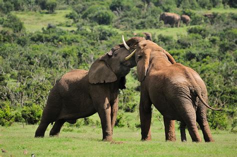 Two Elephants Fighting Photograph By Grobler Du Preez Fine Art America